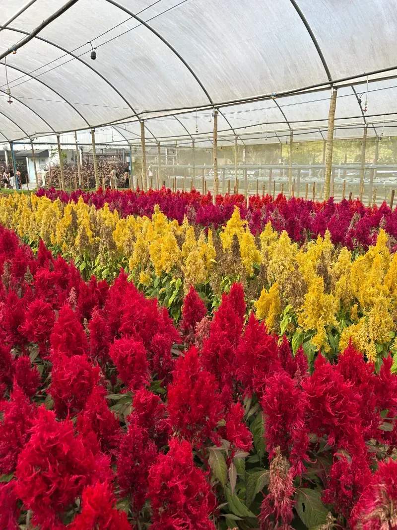 Vivero Mediterráneo Verde