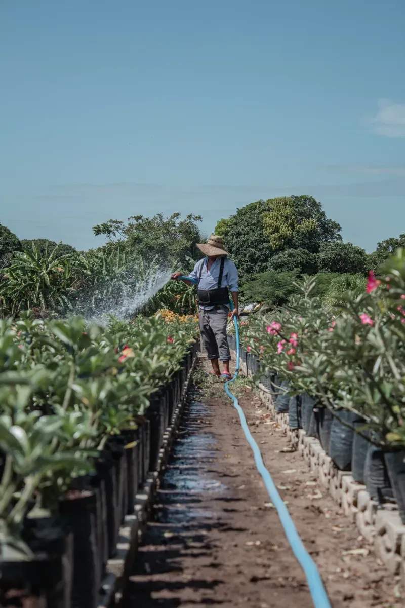 Cómo elegir plantas mediterráneas para tu jardín