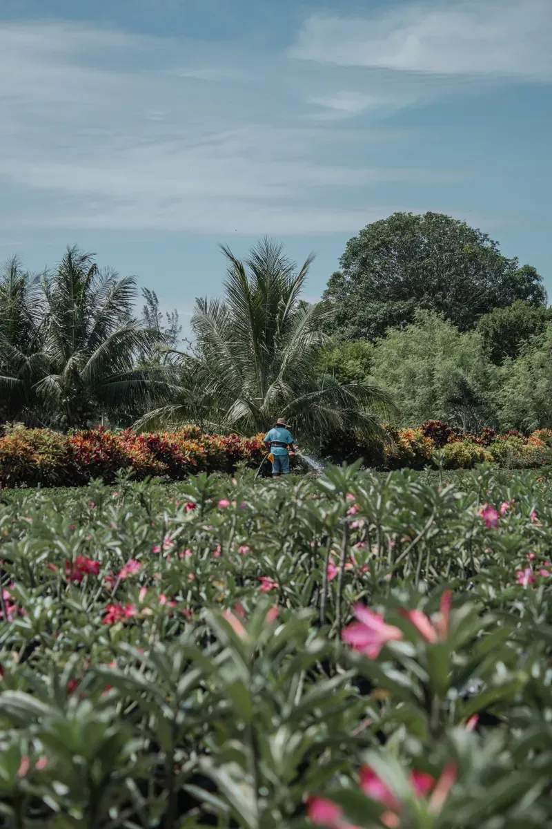 Cuidados básicos para mantener tus plantas sanas en primavera
