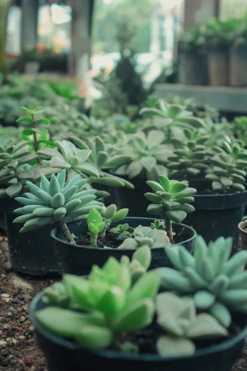 Planificación estacional de inventario para un minorista de jardinería