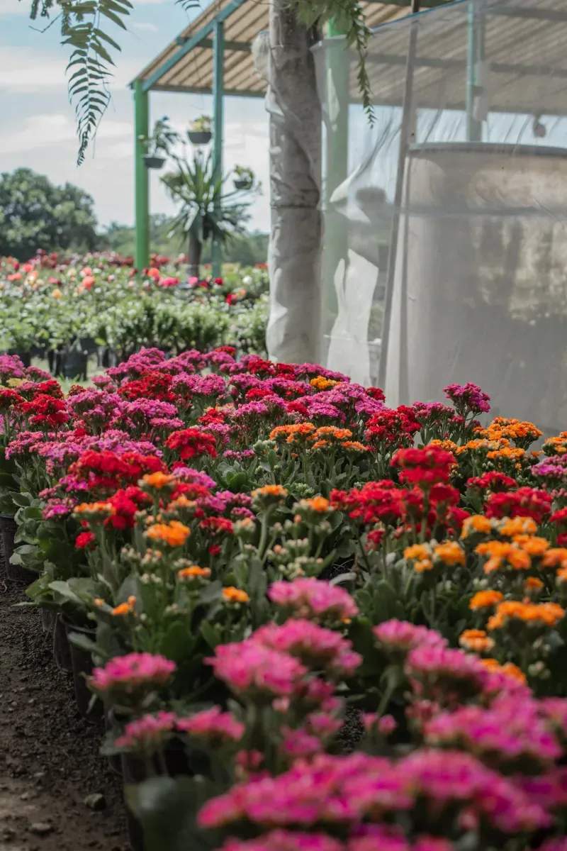 Vivero Mediterráneo Verde