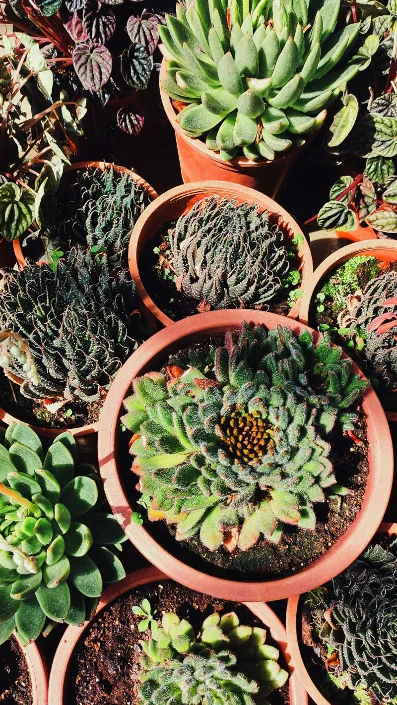 Árboles frutales y plantas mediterráneas