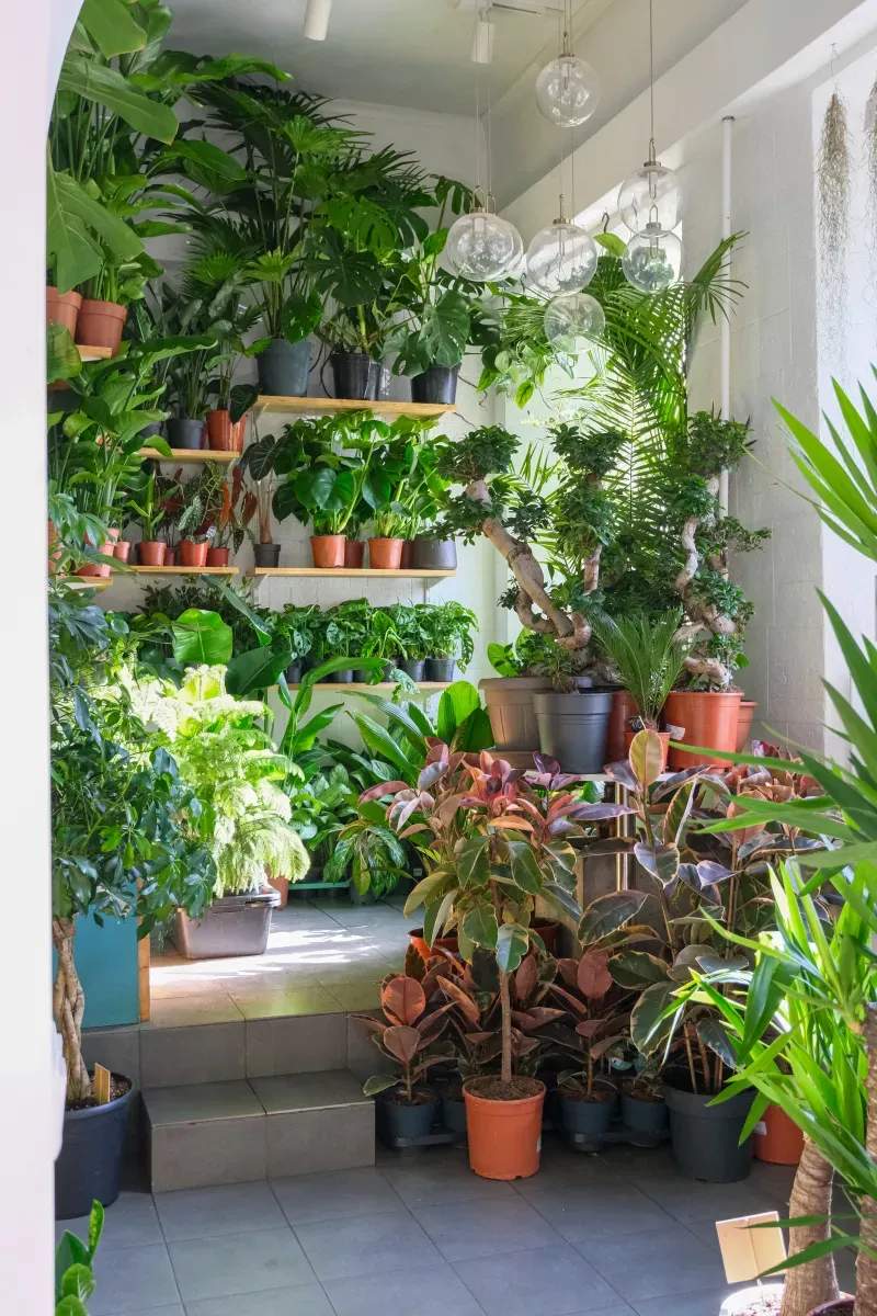 Diseño básico de jardines y asesoramiento botánico
